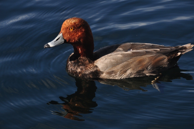 Redhead duck